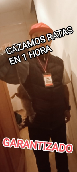PLAGA DE RATAS