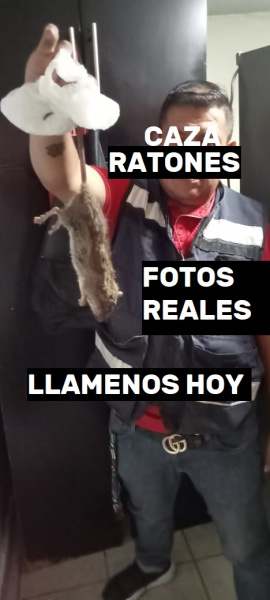 CAZA RATAS COACALCO