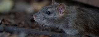 EXTERMINIO DE RATAS 2023