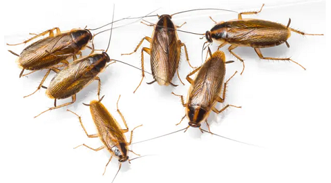 CUCARACHAS
